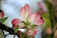 Dogwood Blossom Pink