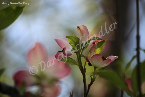 Dogwood Blossoms Pink