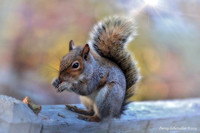 Squirrels
