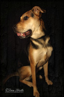 Black and Tan Dog