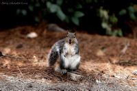 Squirrels