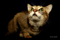 Brown Kitty Green Eyes