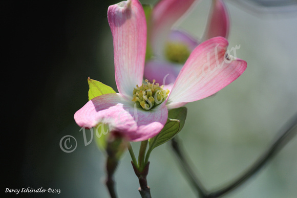 Dogwood Blossoms Pink