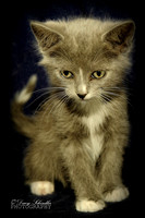 Grey Kitten-Sister 3