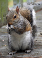 Squirrel Foraging