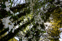 Dogwood Trees
