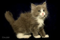 Grey Kitten-Sister 2
