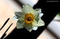 Daffodils
